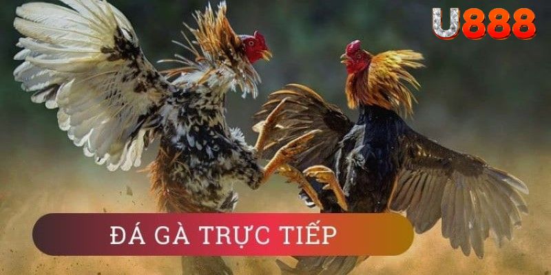 Đá gà U888: Uy Tín, An Toàn, Minh Bạch Và Siêu Hấp Dẫn 4 Da ga U888 theo doi truc tuyen 24 7