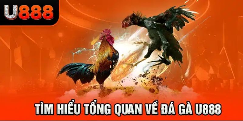 Da ga U888 truc tiep chieu cac tran da ga