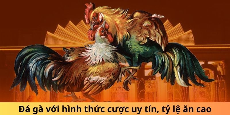 Da ga U888 voi nha cai uy tin ty le an cao