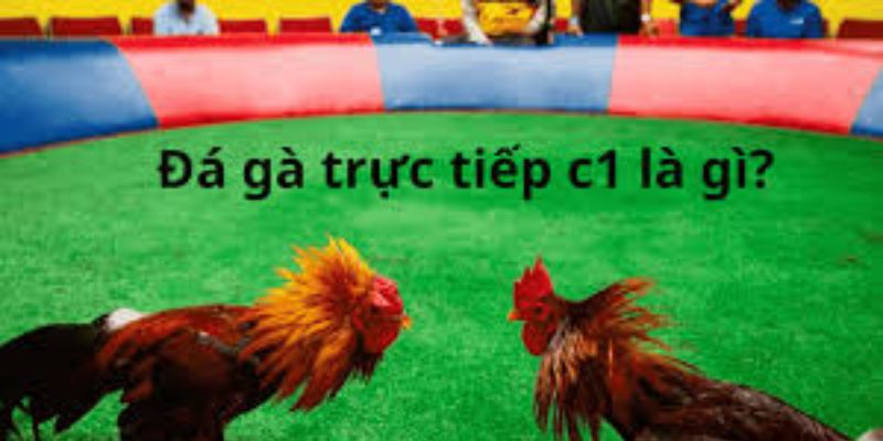 Gà Chọi C1: Kinh Nghiệm Chơi Gà Chọi Online Thành Công 5 Ga choi C1 Tran dau cua cac sieu ga