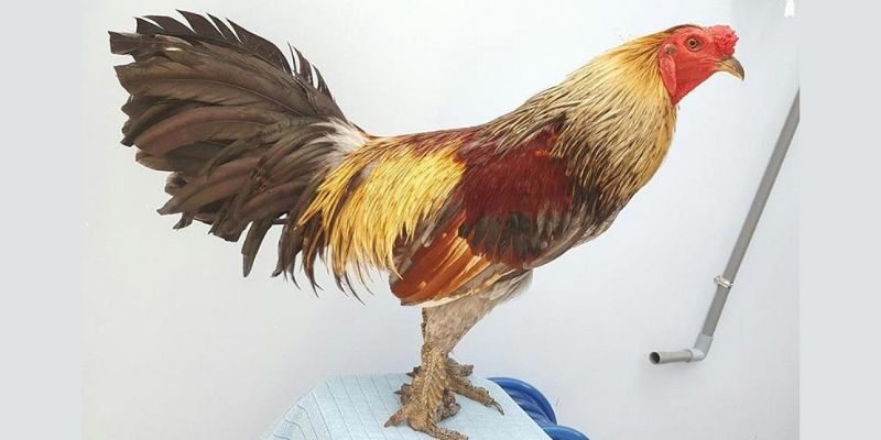 Giống Gà Đá Cựa Sắt - Hướng Dẫn Nuôi, Huấn Luyện Để Thắng 6 Giong ga da cua sat chan vay rong