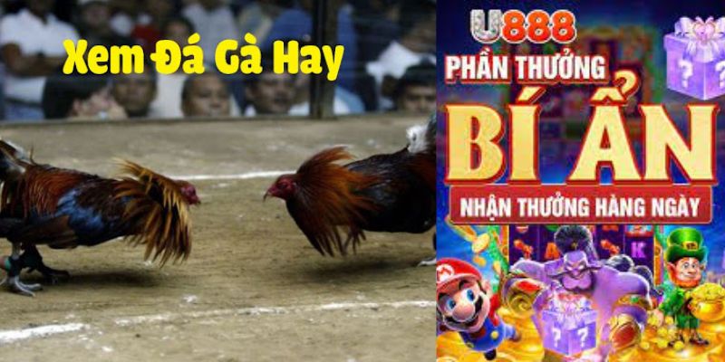 Đá gà U888: Uy Tín, An Toàn, Minh Bạch Và Siêu Hấp Dẫn 6 Xem da ga U888 nhan thuong hang ngay